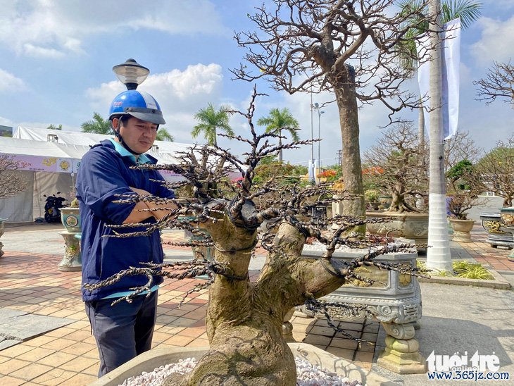 Mai không nở, đào không bung, khiến quất miền Trung thắng thế - Ảnh 3.